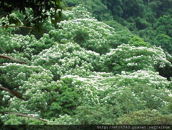 油桐花 (24).jpg