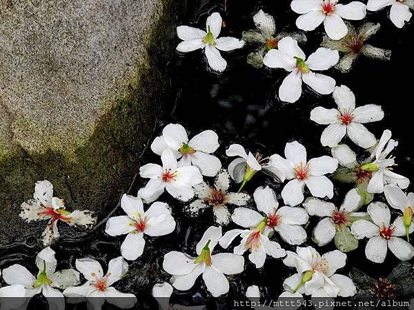 油桐花。雨落 (14).jpg