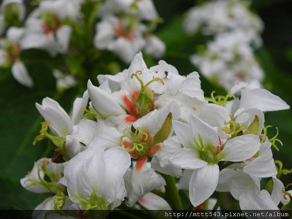 油桐花~雌花 (1).jpg