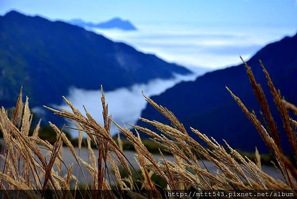 合歡山。2014~ 10 (17)