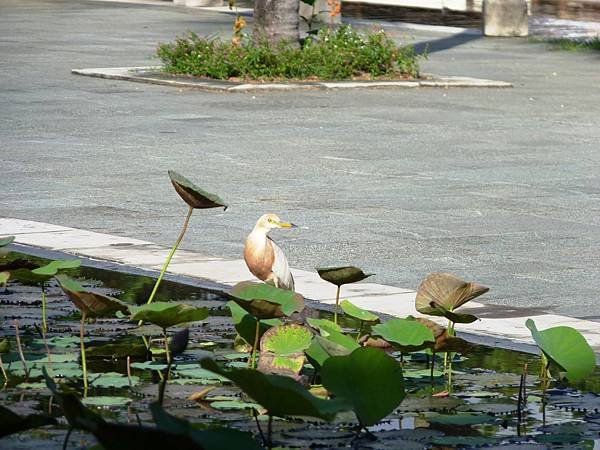 P1020100.JPG