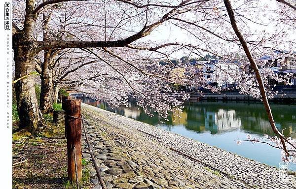 旅居日本：宇治賞花悠閒