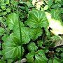 【MUJO趴趴走--國內旅遊】體驗農村!!2011陽明山山藥筵席.山藥知識.山藥小饅頭製作.森林藥用植物園觀光1日遊