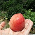 【MUJO趴趴走--國內旅遊】台北陽明山水蜜桃季採果樂!士林區農會輔導ㄉ平地水蜜桃準備紅嫩嫩嬌滴滴與大家見面囉!!吉田觀光果園.元山水蜜桃園.天蕊山谷有機農場