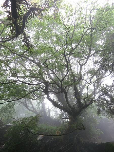 【MUJO趴趴走--國內旅遊】陽明山海芋季頂湖一日遊.如何到竹子湖頂湖區.午餐:陽明溪美食館.穿青蛙裝採海芋體驗:花谷海芋園