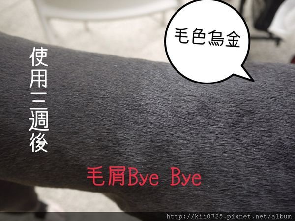 Kii先生毛屑屑Bye Bye C