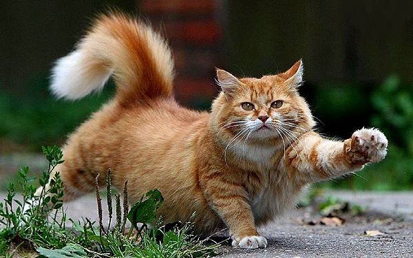 Beautiful-Cat-cats-16096437-1280-800