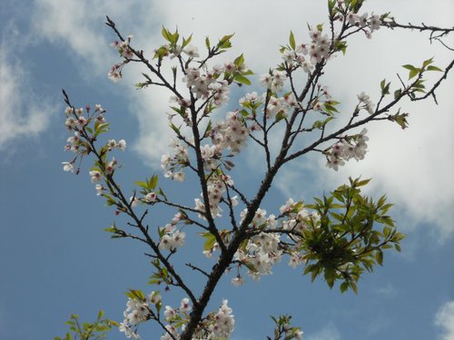 櫻花之外……