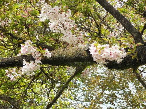 櫻花之外……