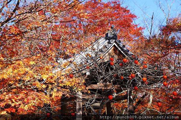 常寂光寺0005.JPG