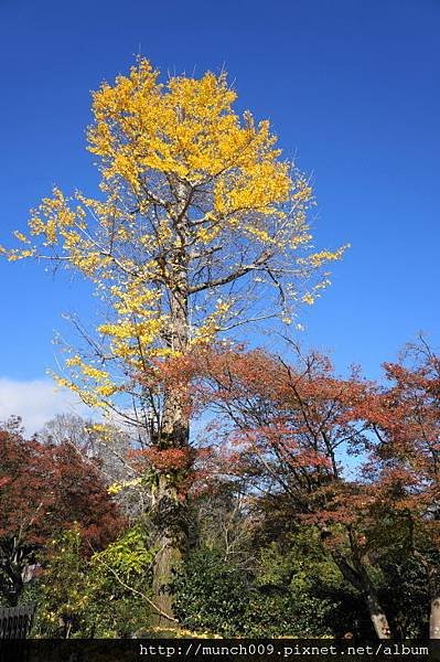 常寂光寺0012.JPG