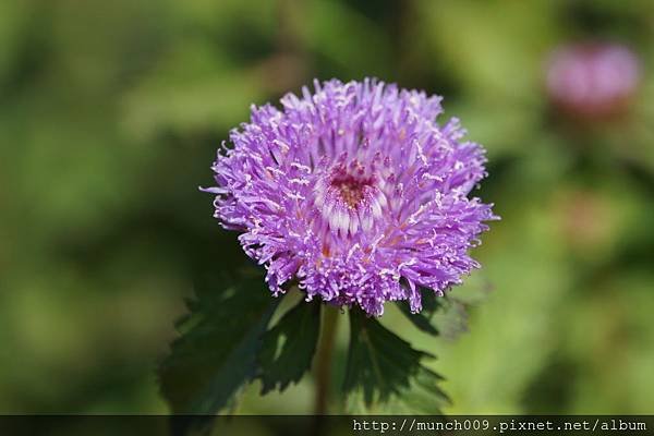 藍冠菊0001.JPG