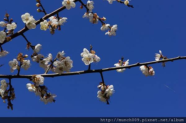 梅嶺賞梅花0005.JPG