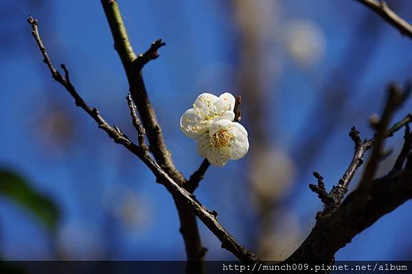 梅嶺賞梅花0009.JPG