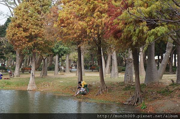 巴克禮公園賞落羽松0006.JPG