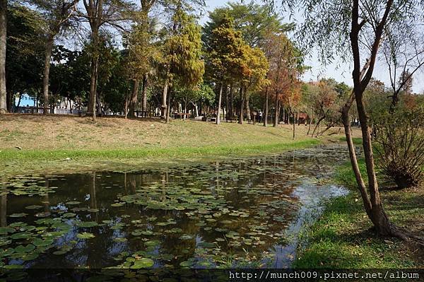 巴克禮公園賞落羽松0008.JPG