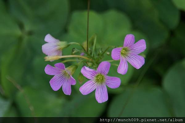 老宅賞花0006.JPG