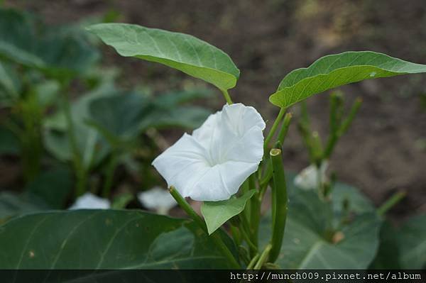 辣椒.茄子.空心菜.豇豆.紅莧菜0008.JPG