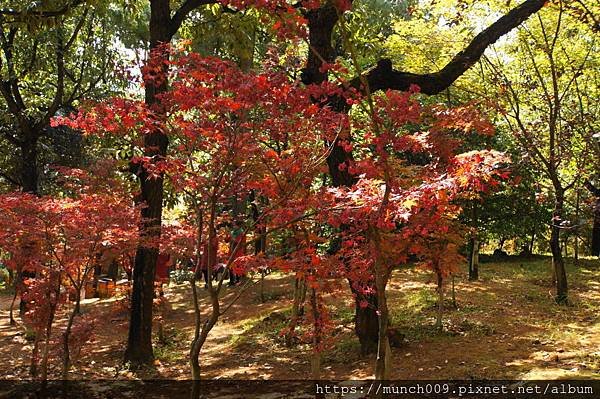 昆明黑龍潭公園0023.JPG