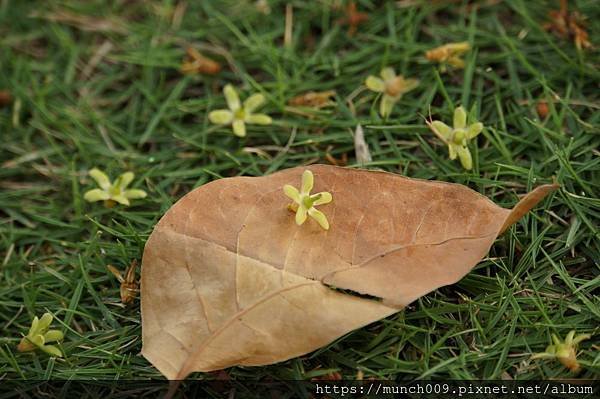 大葉桃花心木0013.JPG