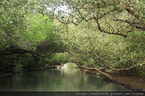 台江公園管理處四草綠色隧道0012.JPG