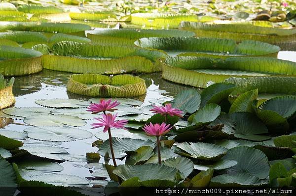 白河蓮花公園0001.JPG