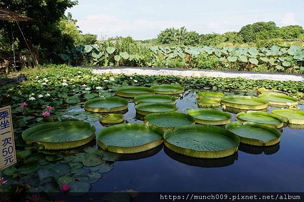 白河蓮花公園0006.JPG