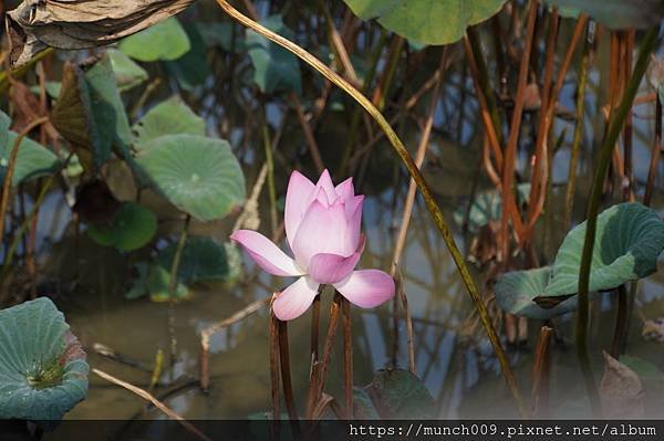 白河蓮花公園0008.JPG