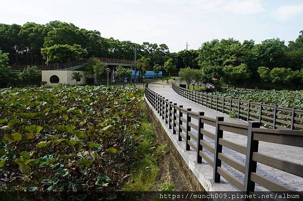 白河蓮花公園0007.JPG