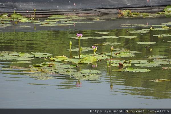 白河蓮花公園0011.JPG