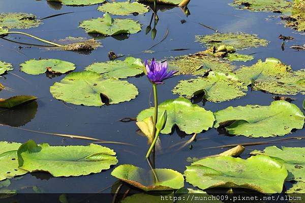 白河蓮花公園0015.JPG