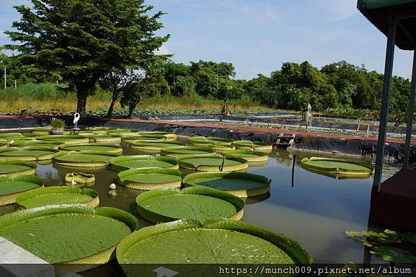 白河蓮花公園0018.JPG