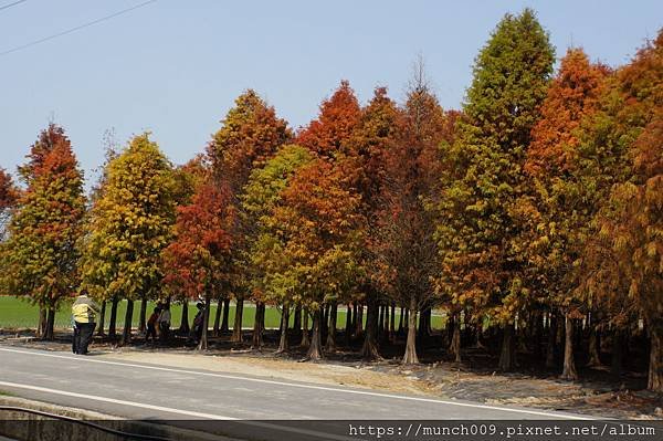 六甲林鳳營賞落羽松0016.JPG