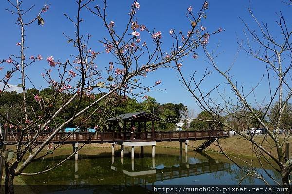 山上淨水池賞櫻0015.JPG