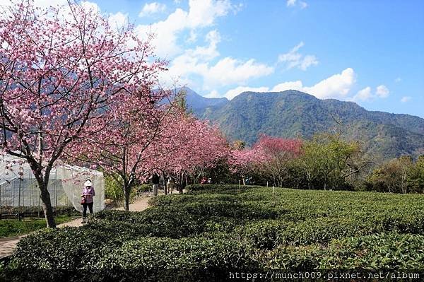 信義鄉草坪頭賞櫻0005.jpg