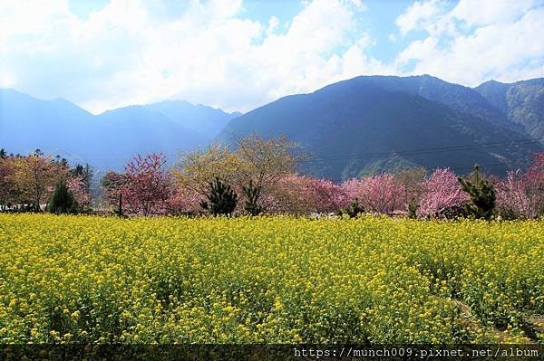 信義鄉草坪頭賞櫻0010.jpg