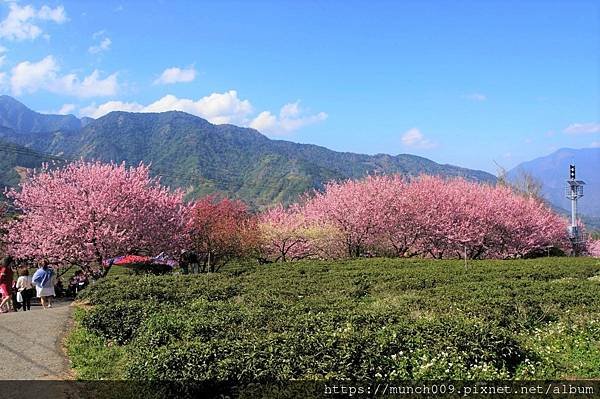 信義鄉草坪頭賞櫻0008.jpg