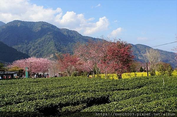 信義鄉草坪頭賞櫻0013.jpg