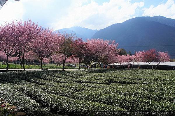 信義鄉草坪頭賞櫻0014.JPG