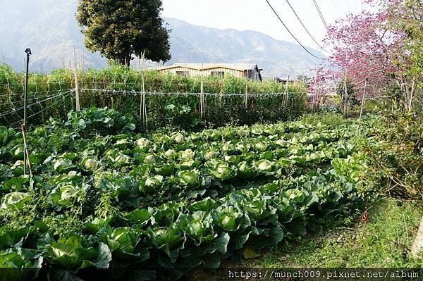 信義鄉草坪頭賞櫻0017.JPG