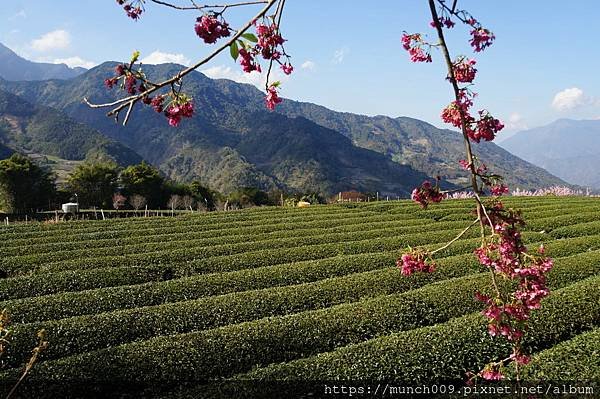 信義鄉草坪頭賞櫻0022.JPG