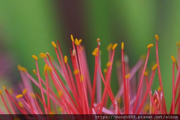 孤挺花.鳶尾花.火球花0014.JPG