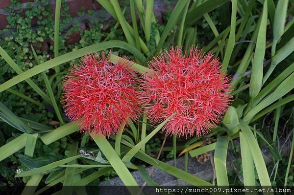 孤挺花.鳶尾花.火球花0012.JPG