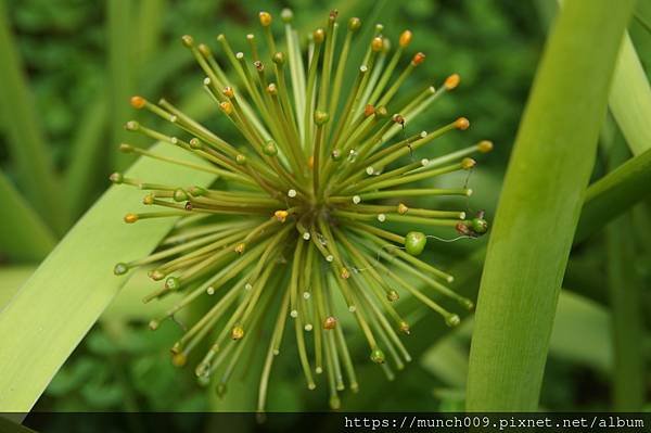 孤挺花.鳶尾花.火球花0017.JPG