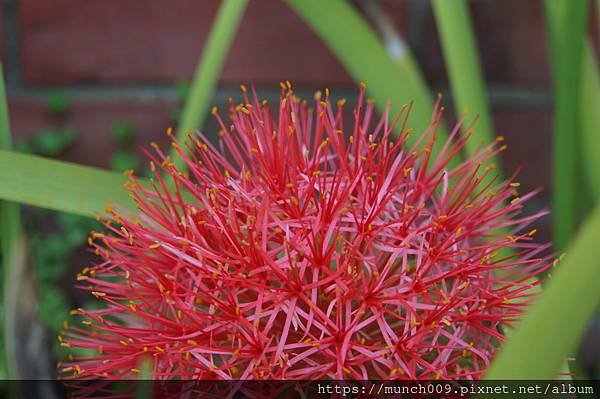 孤挺花.鳶尾花.火球花0013.JPG