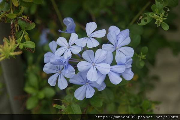 藍雪花0008.JPG