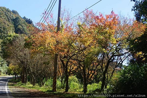 阿里山台18線賞楓0001.JPG