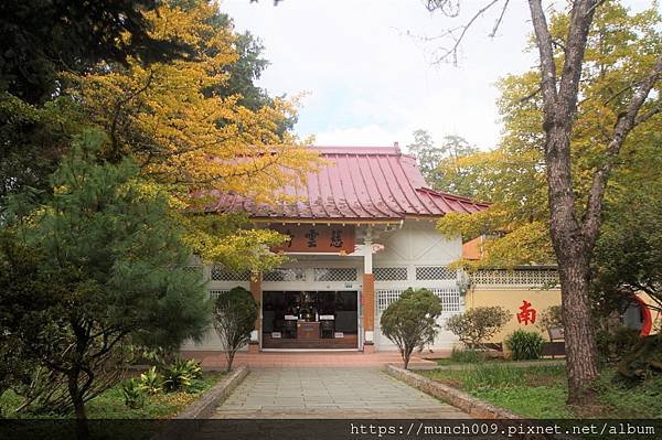 阿里山慈雲寺賞銀杏0001.JPG