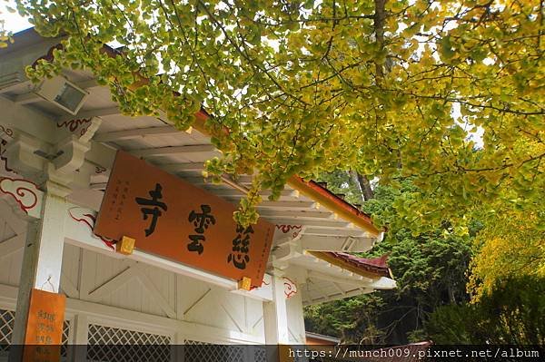 阿里山慈雲寺賞銀杏0002.JPG