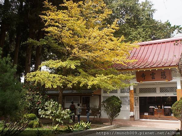 阿里山慈雲寺賞銀杏0005.JPG